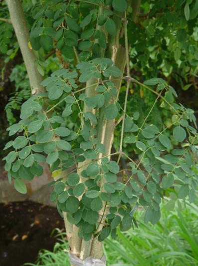 Moringa oleifera seeds tree The Miracle Tree Drumstick Seeds